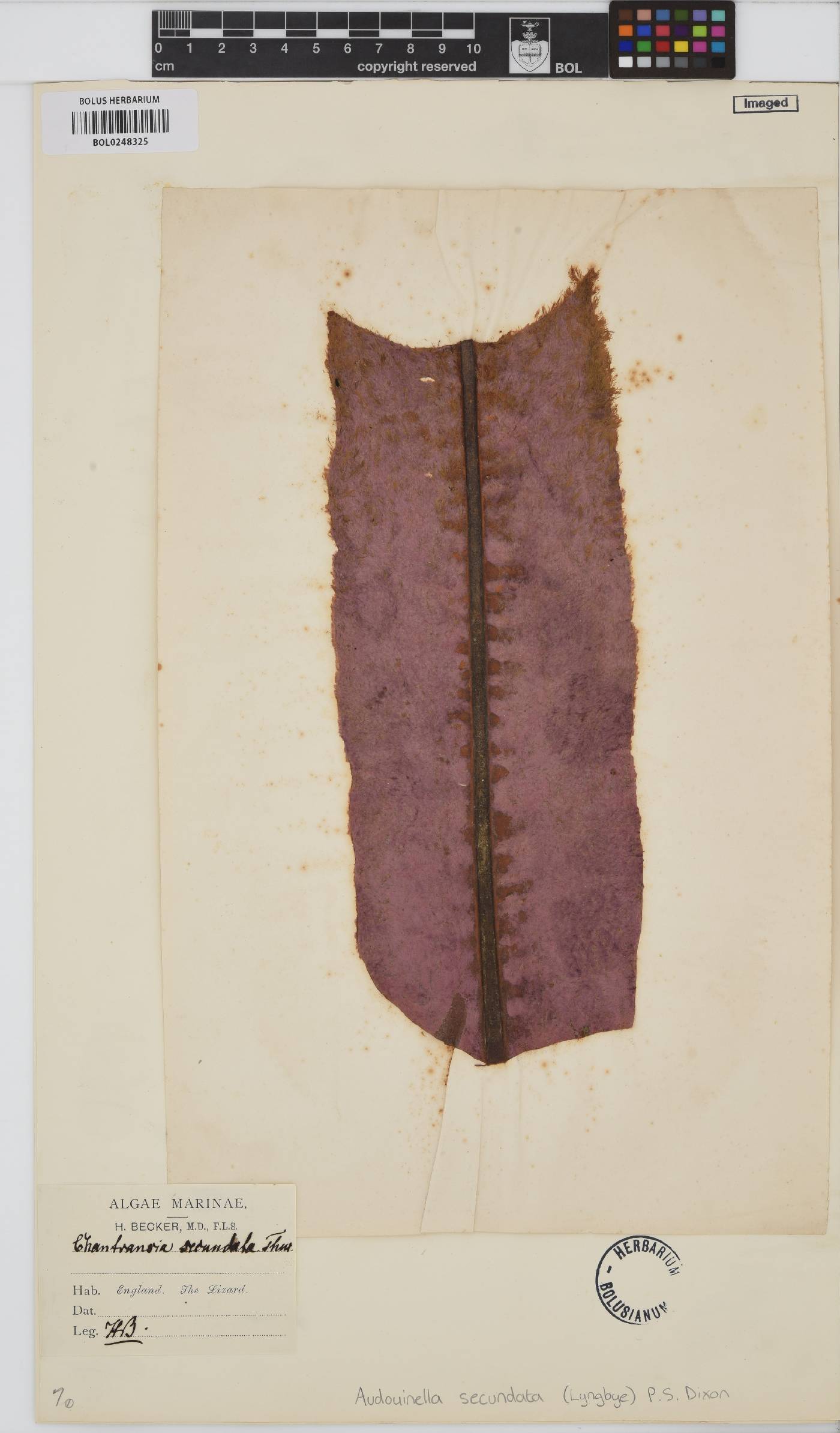 Acrochaetium image