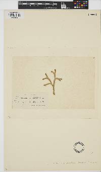 Acrochaetium secundatum image