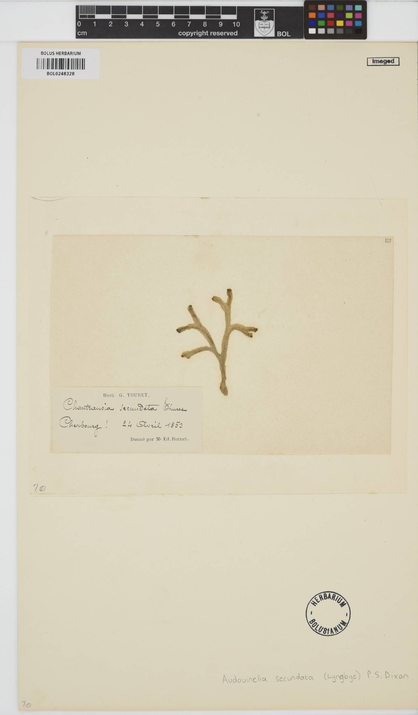 Acrochaetium secundatum image