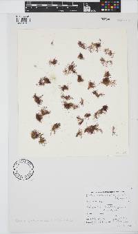 Ballia sertularioides image