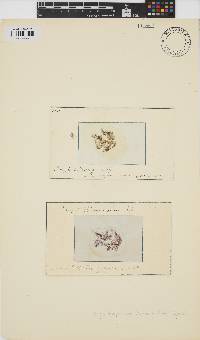 Bangia atropurpurea image