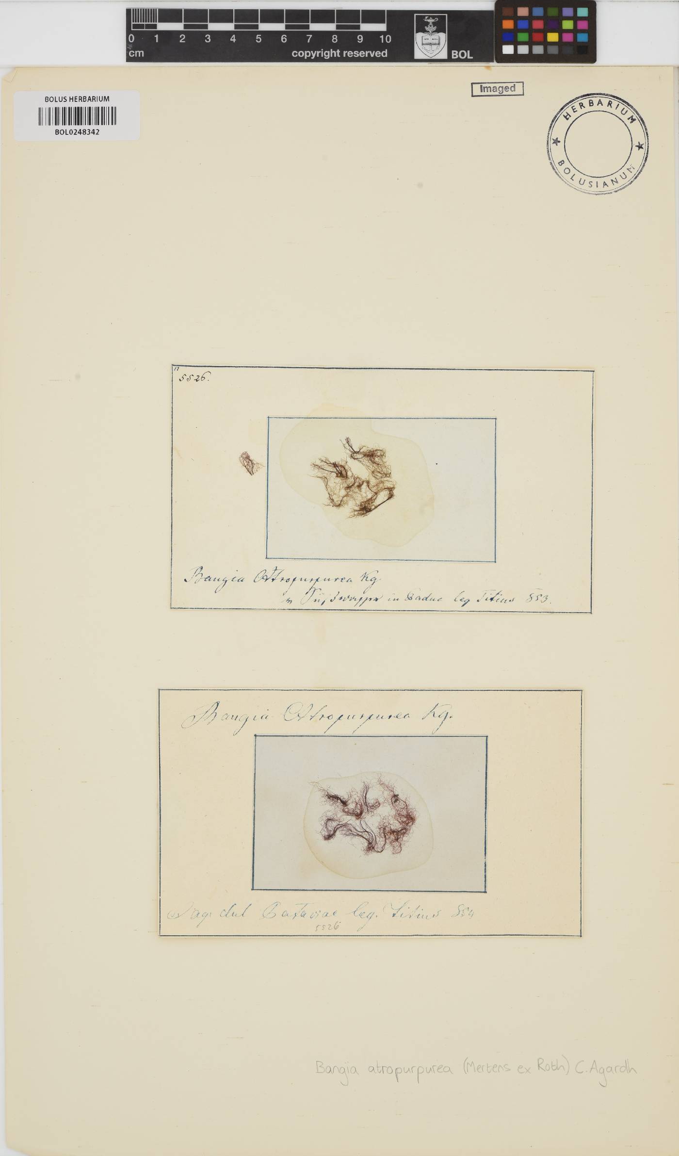 Bangia atropurpurea image