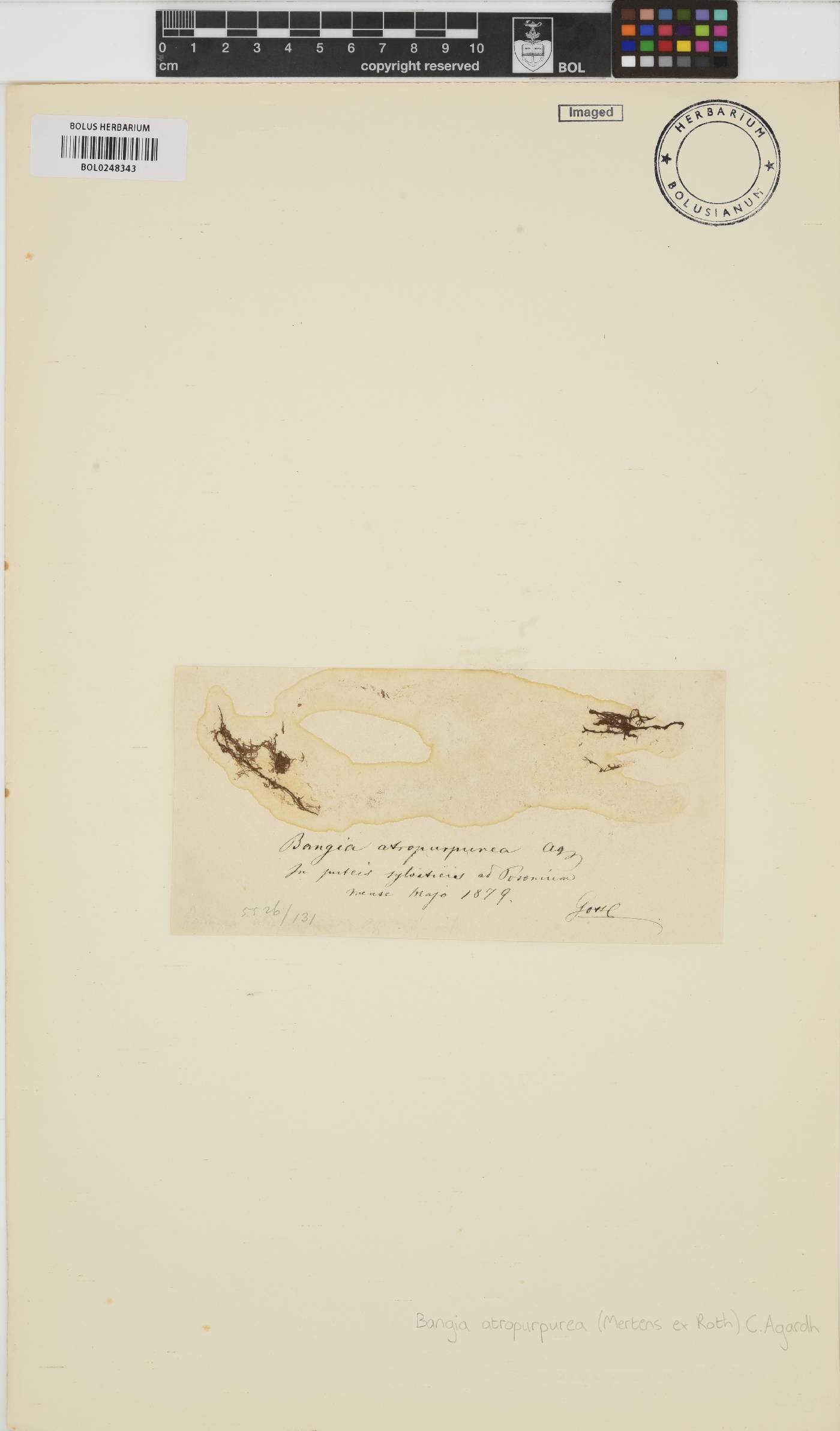 Bangia atropurpurea image