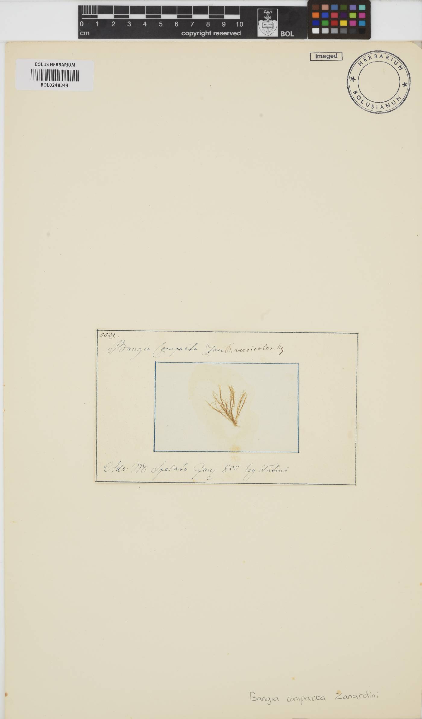 Bangia fuscopurpurea image