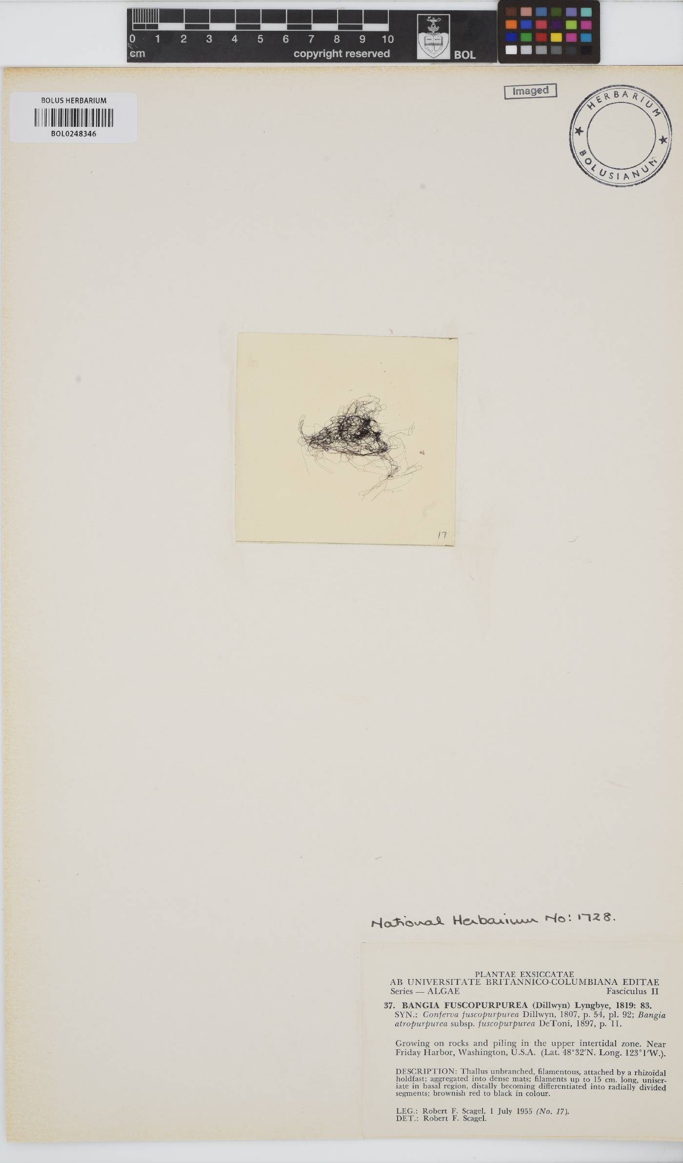 Bangia fuscopurpurea image