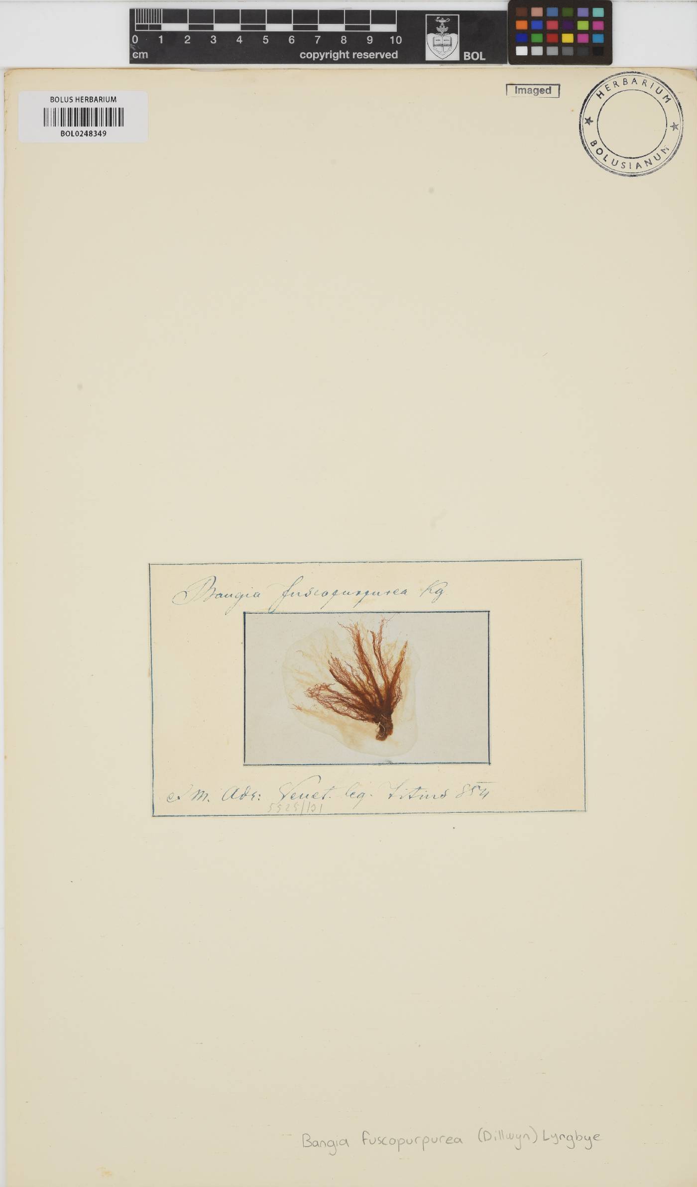 Bangia fuscopurpurea image