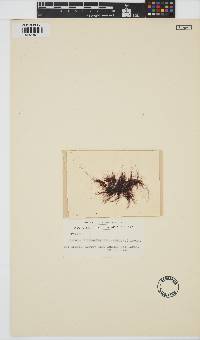 Bangia fuscopurpurea image