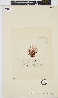 Bangia fuscopurpurea image