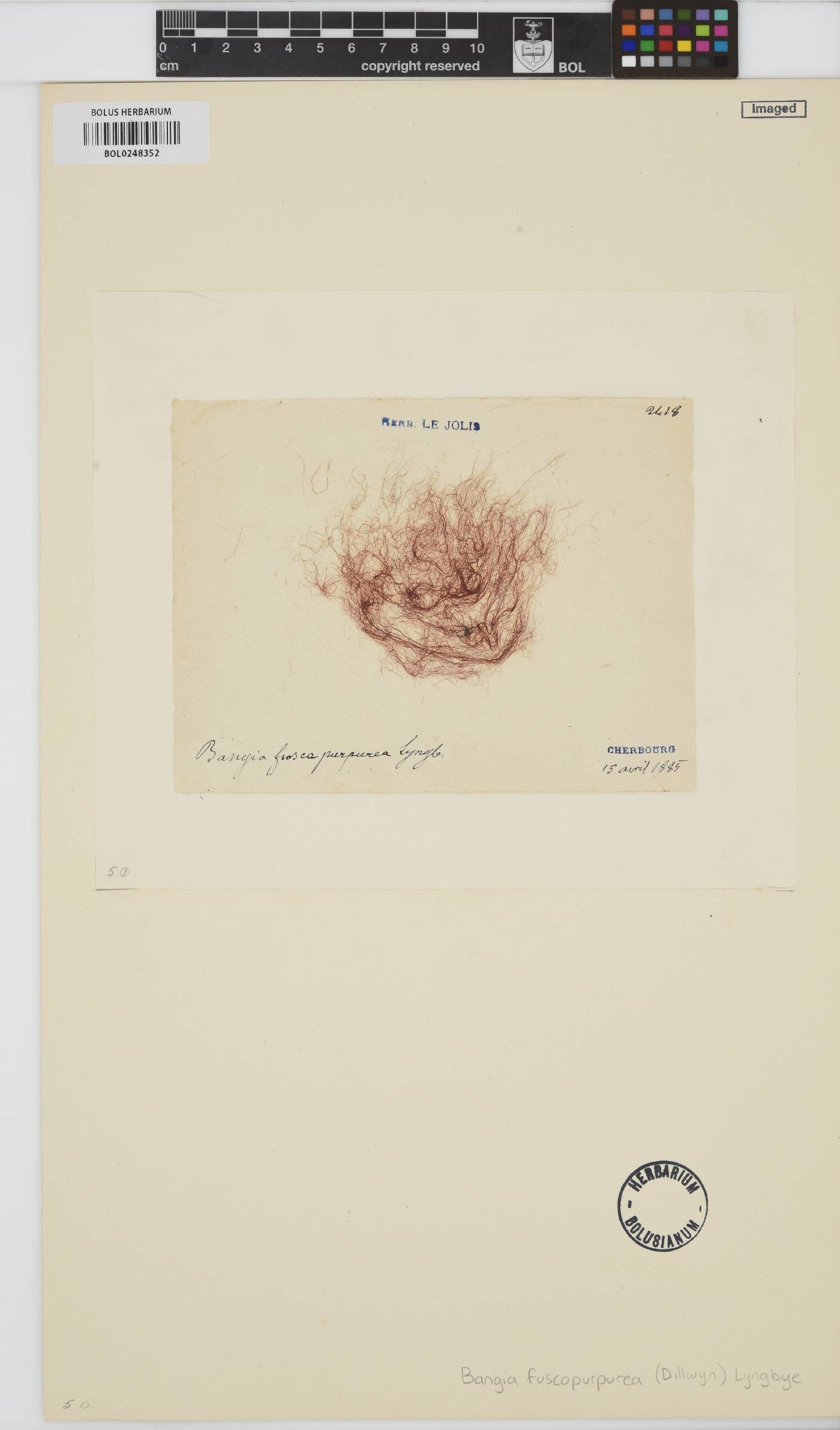 Bangia image