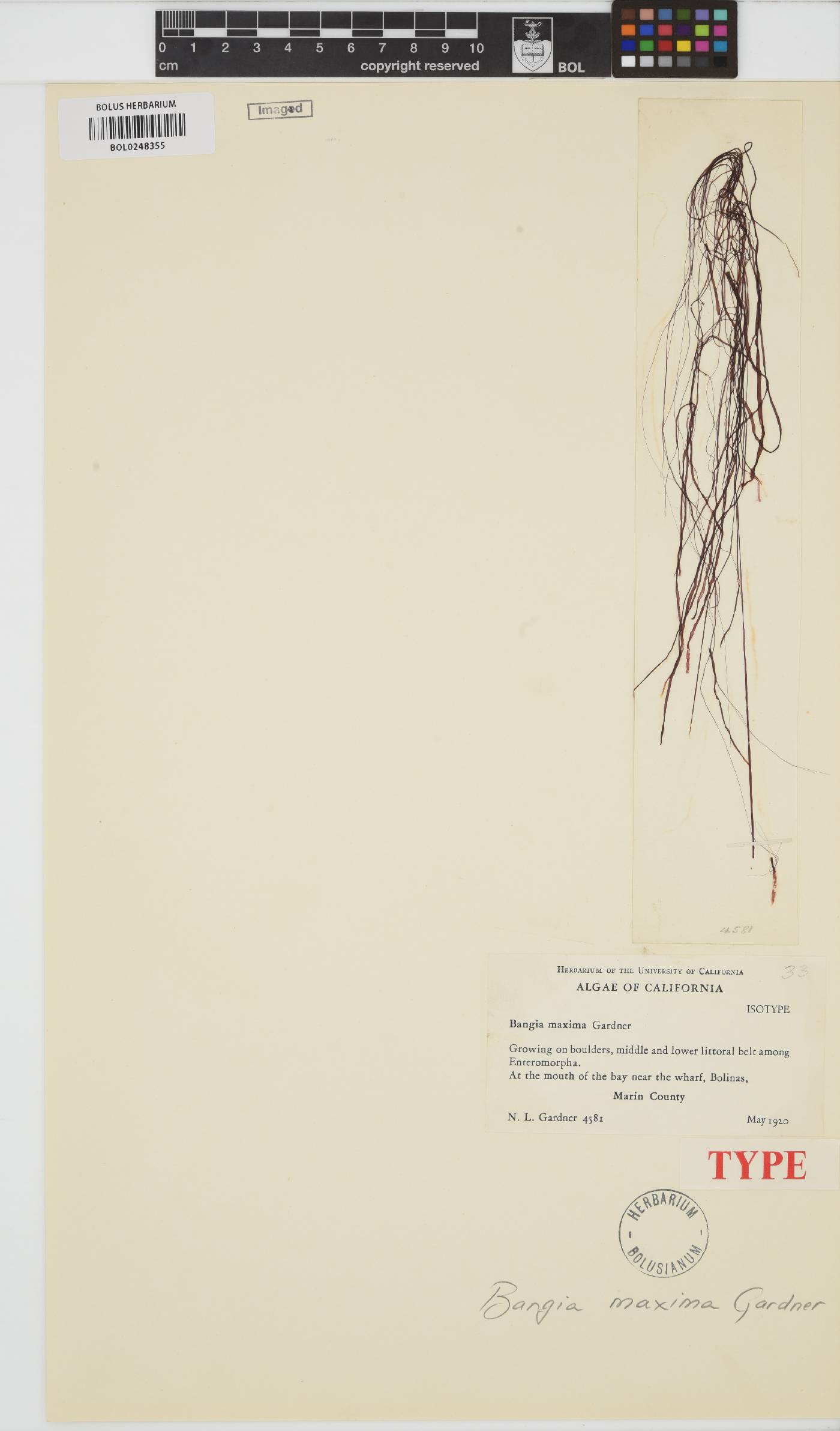 Bangia maxima image