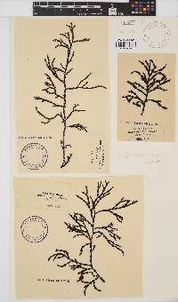 Bartoniella crenata image