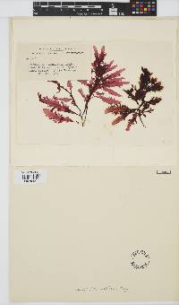 Image of Marionella prolifera