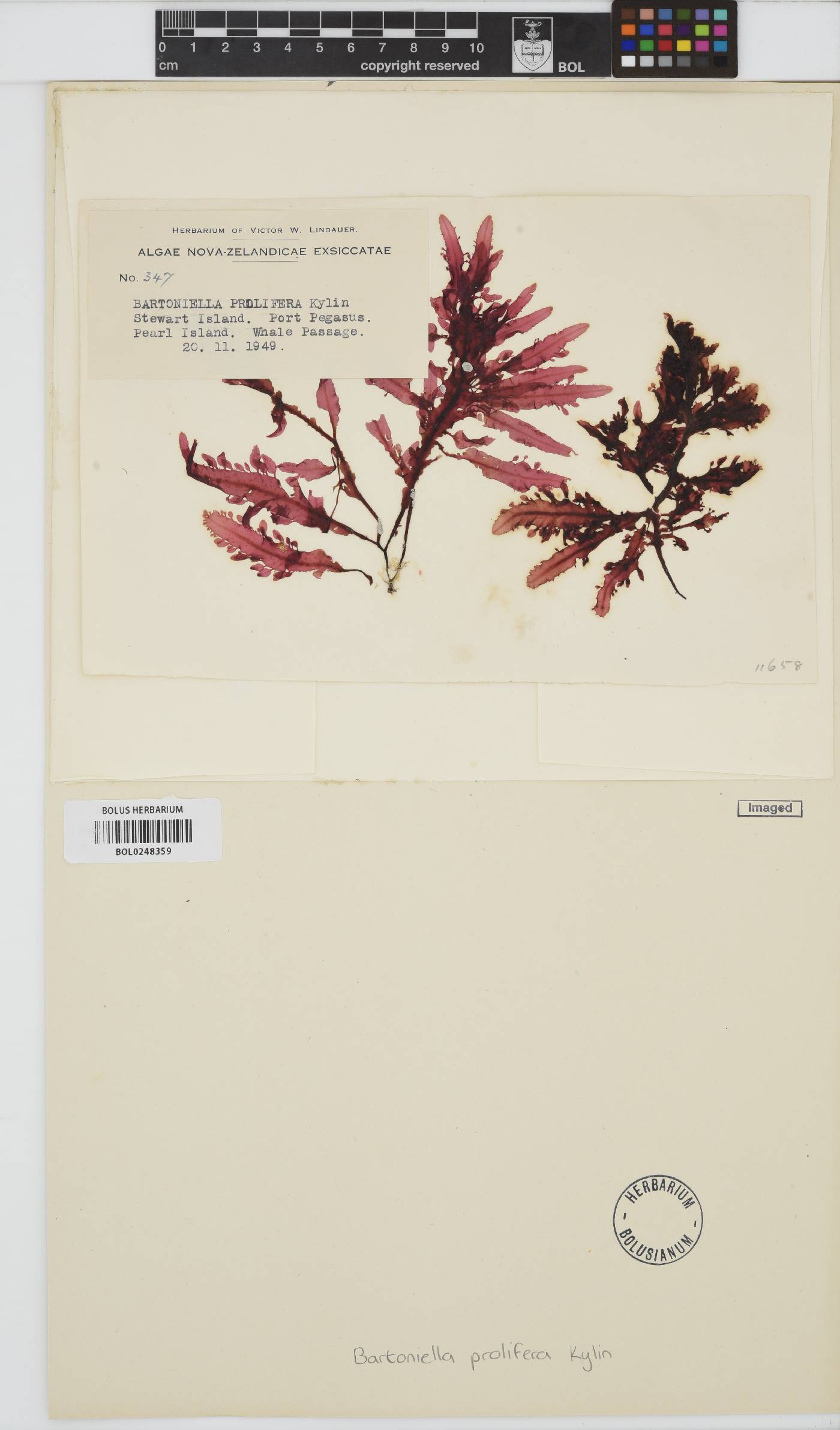 Marionella image