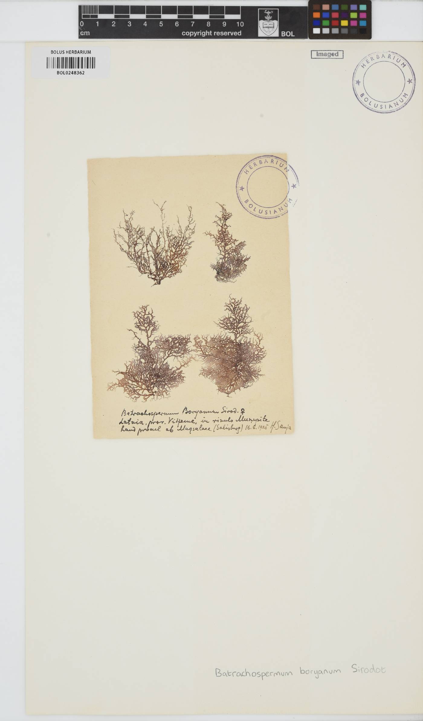 Batrachospermaceae image