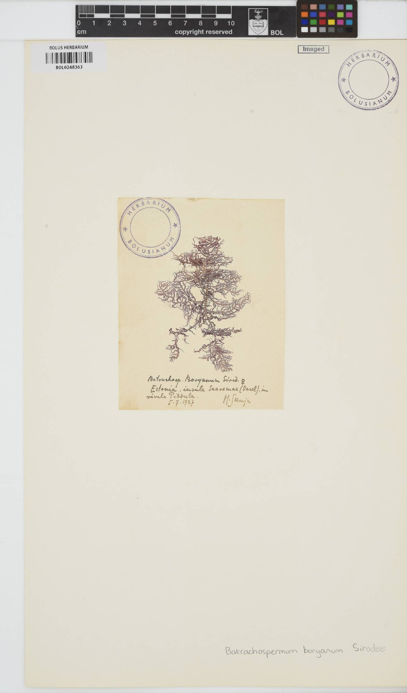 Sheathia boryana image