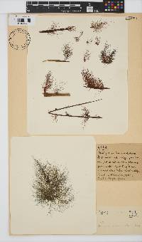 Image of Torularia atra