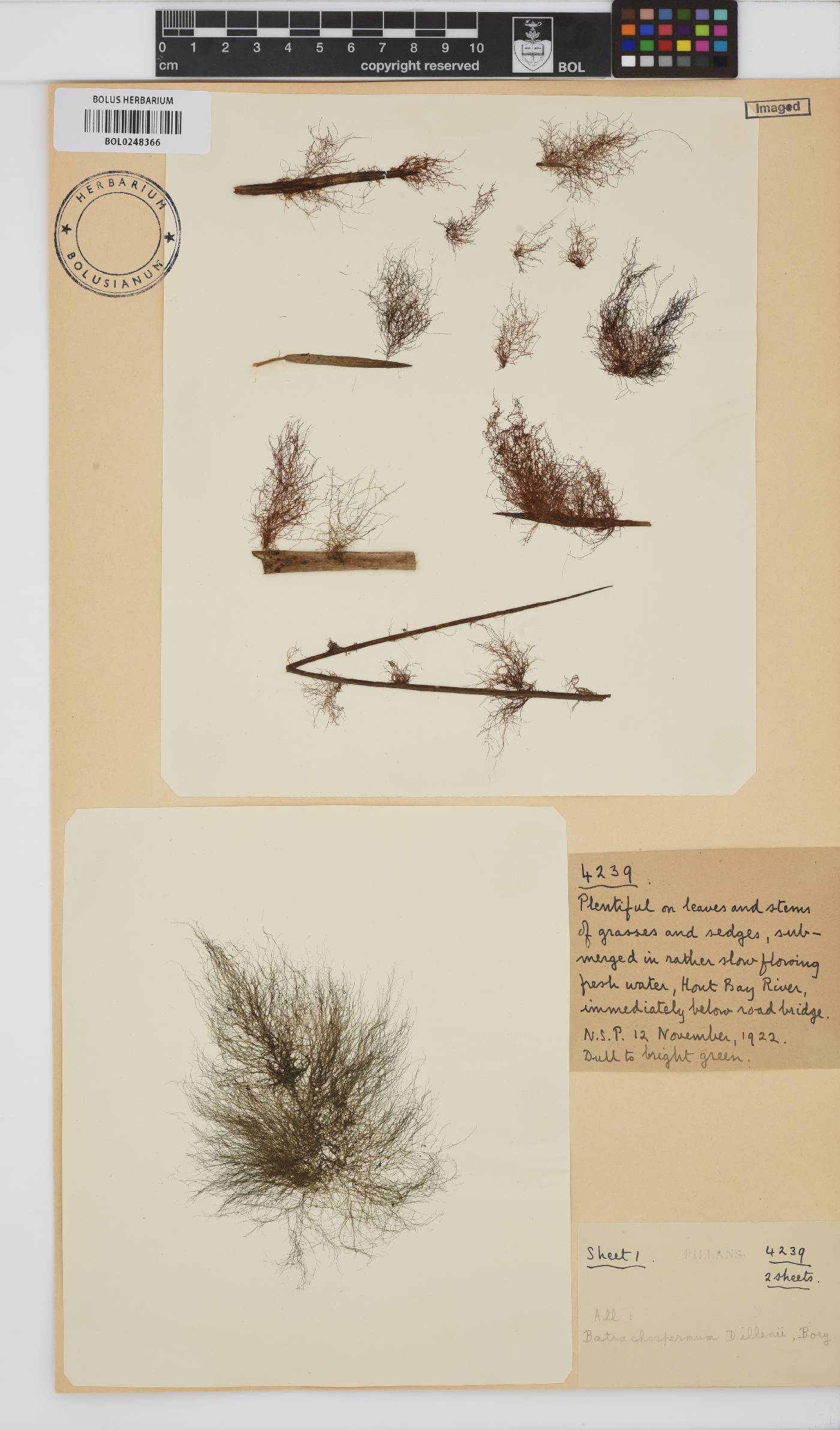 Torularia atra image