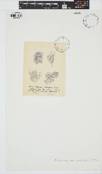 Sheathia boryana image