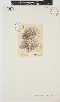 Sheathia boryana image