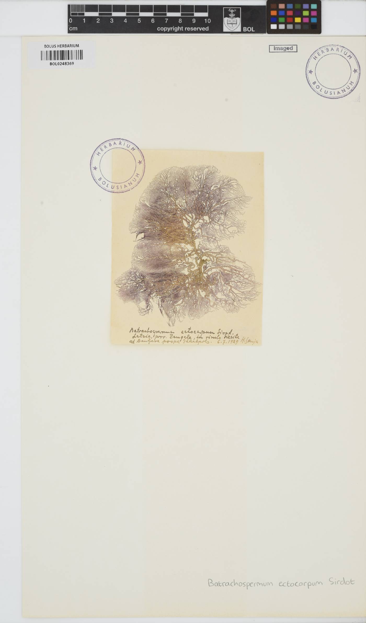 Sheathia boryana image