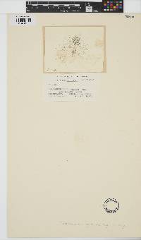 Torularia atra image