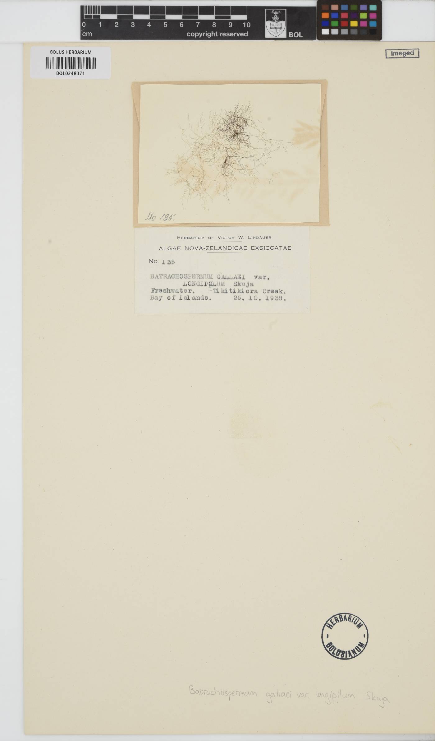 Torularia atra image