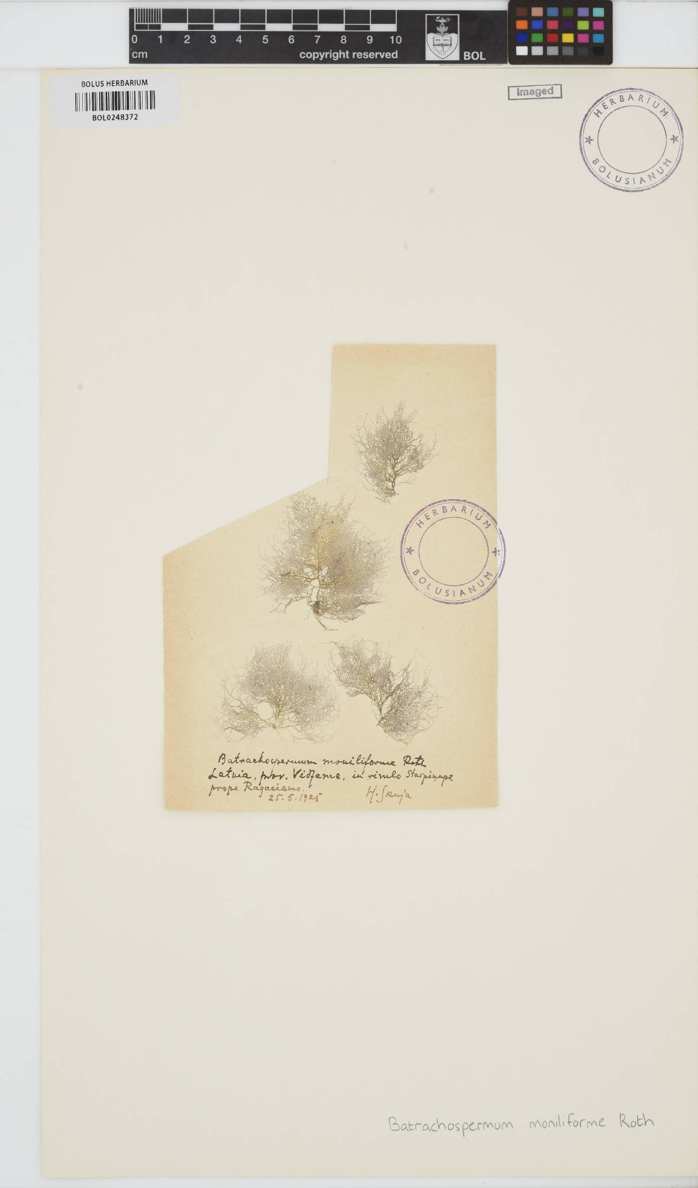 Batrachospermum gelatinosum image