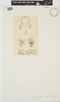 Batrachospermum gelatinosum image