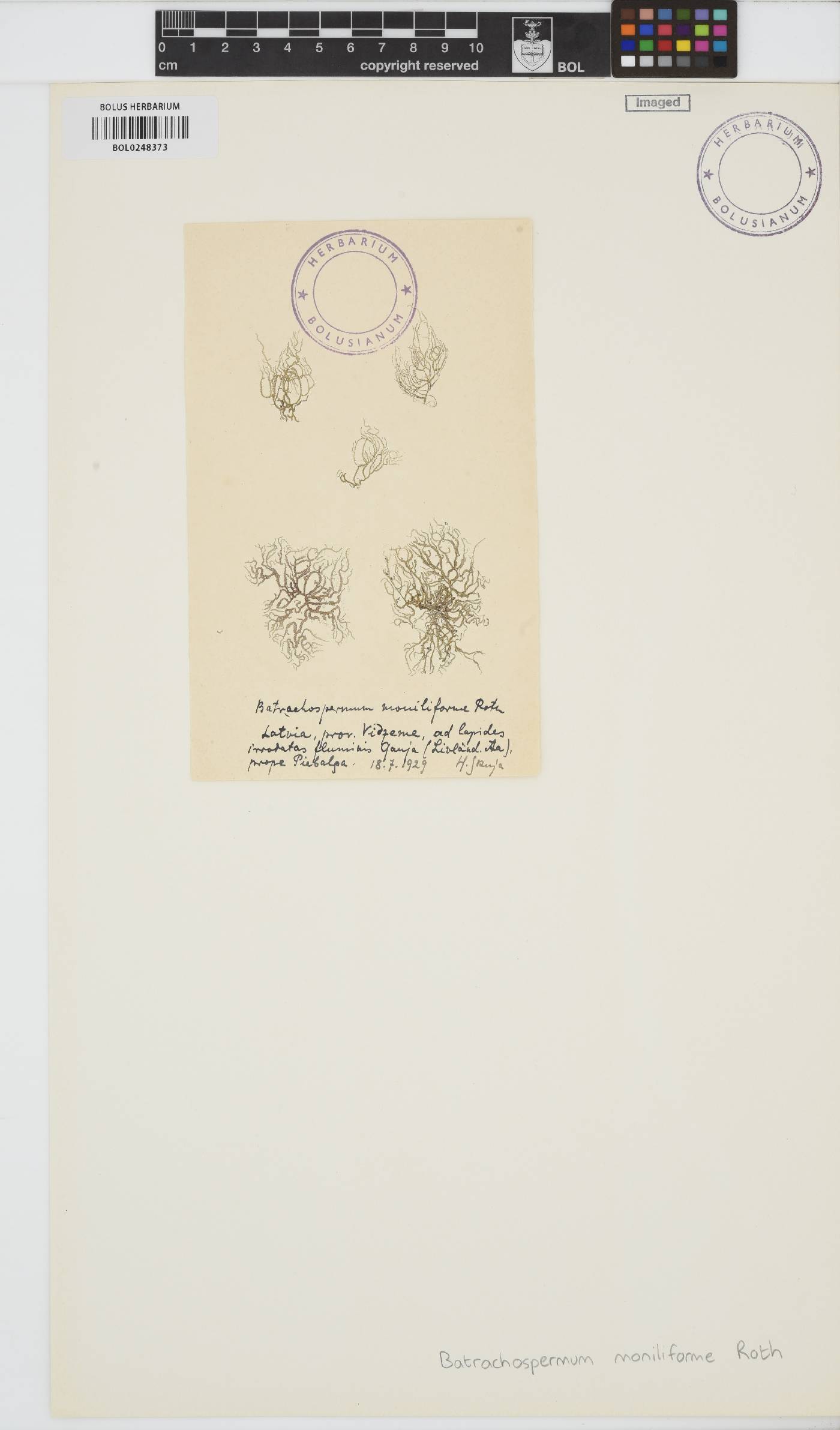 Batrachospermum gelatinosum image