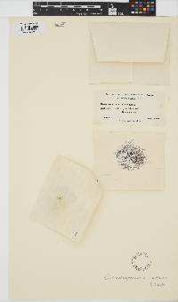 Batrachospermum gelatinosum image