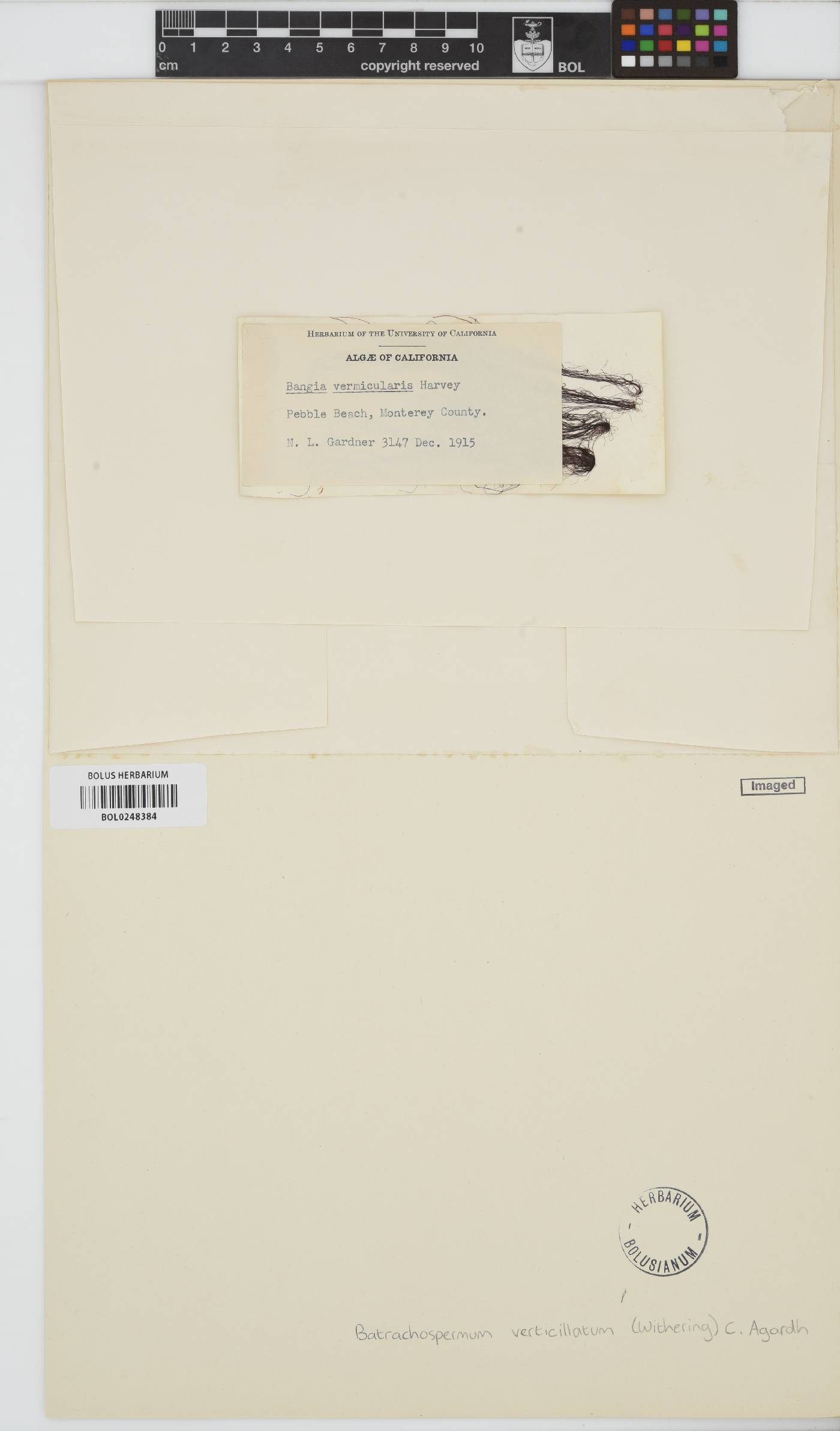 Batrachospermum verticillatum image