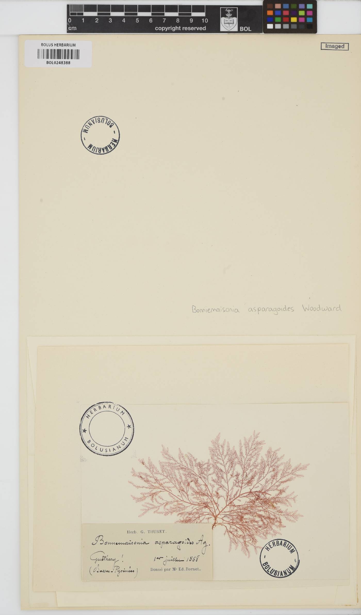 Bonnemaisonia asparagoides image