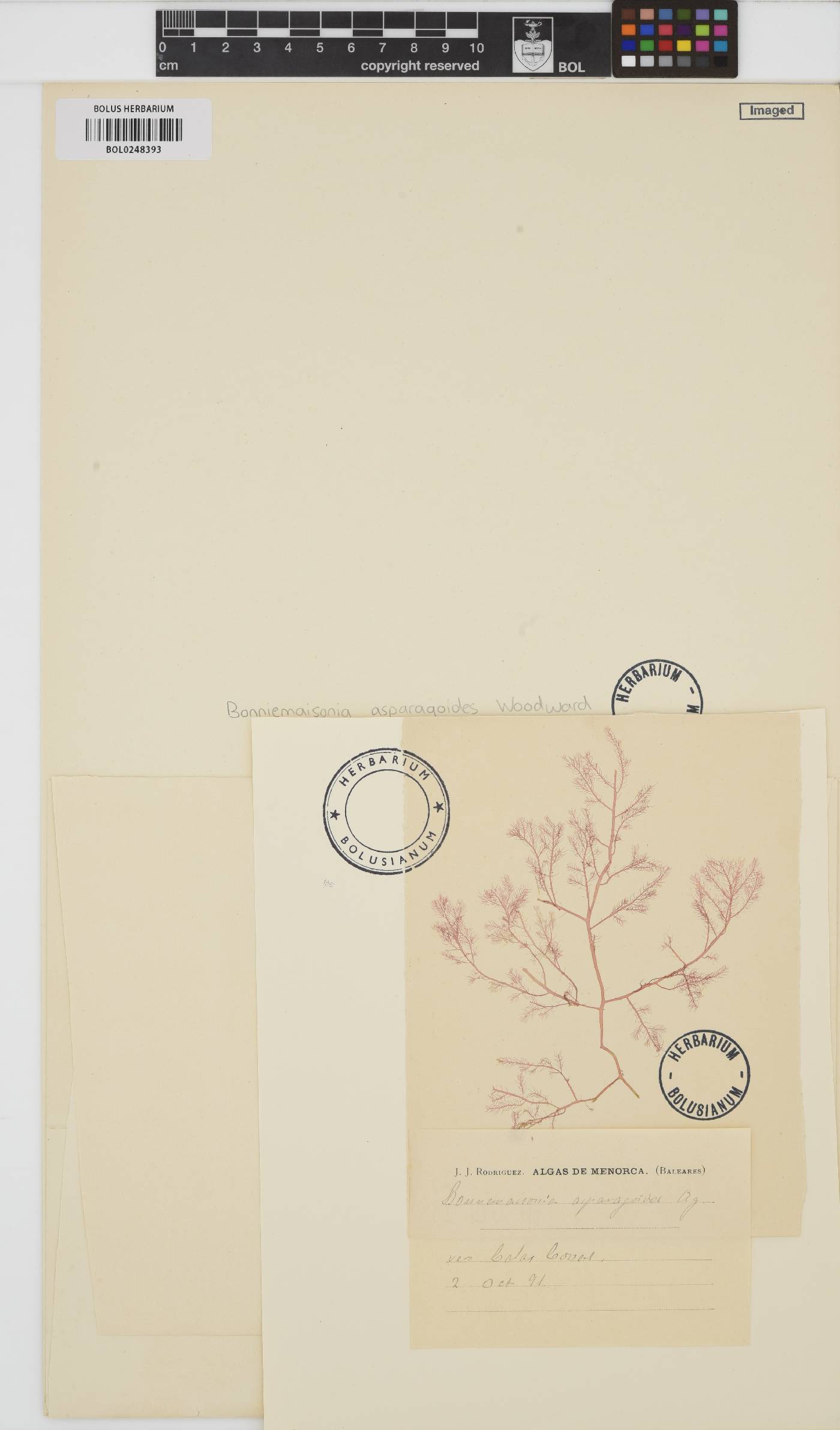Bonnemaisonia asparagoides image