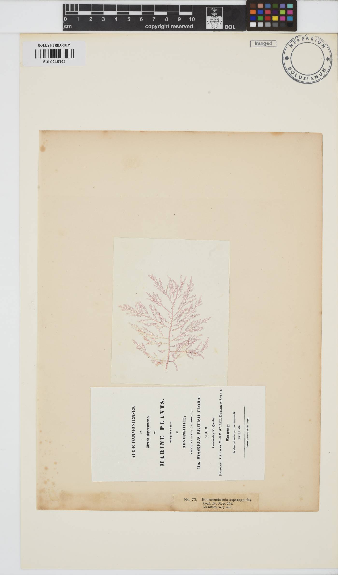 Bonnemaisonia asparagoides image