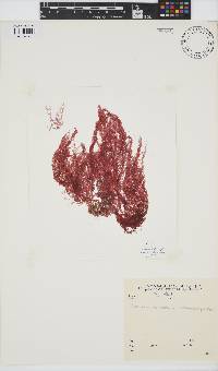 Bonnemaisonia asparagoides image