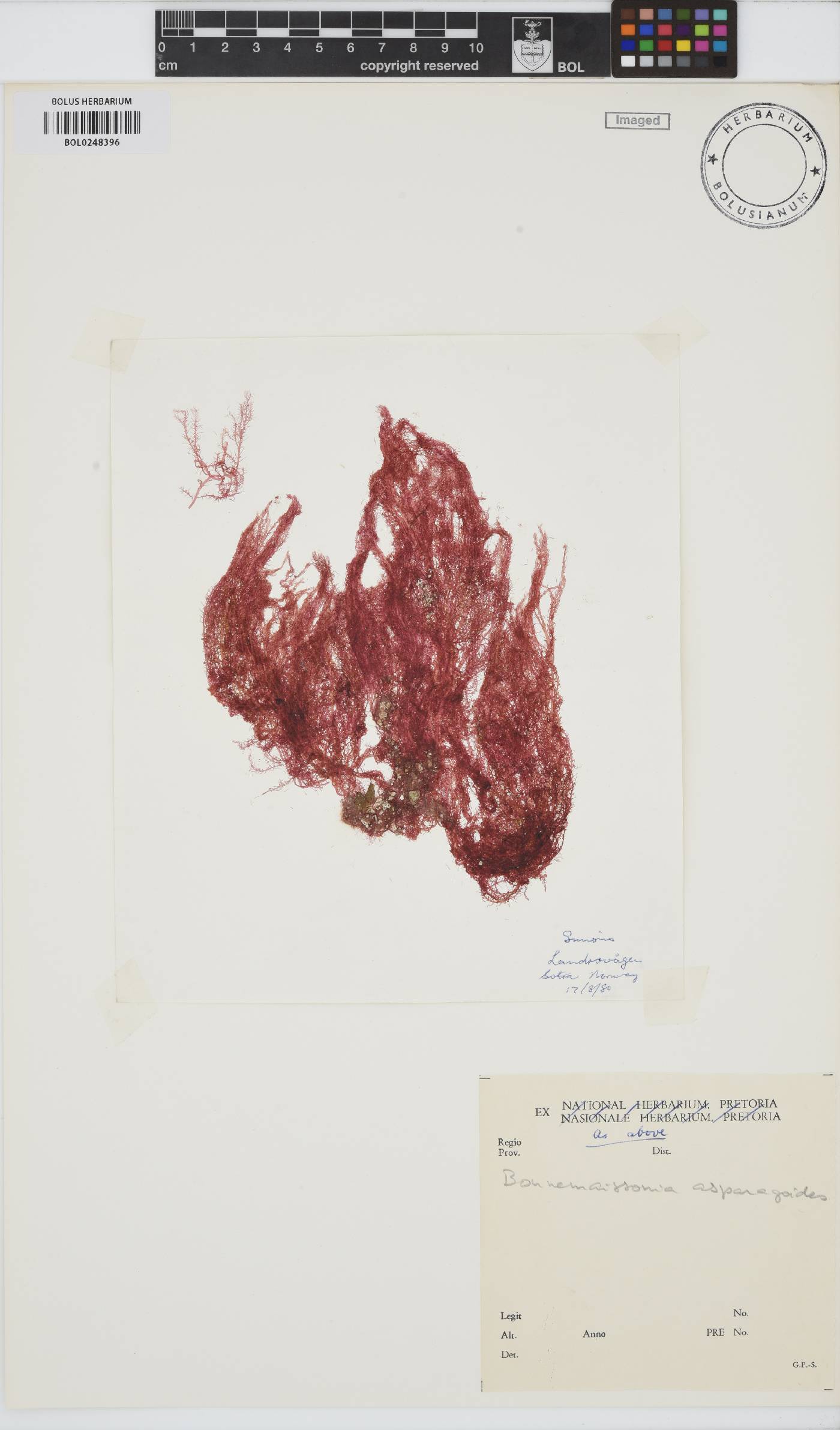 Bonnemaisonia image