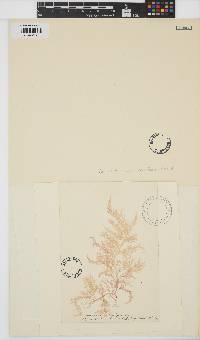 Bonnemaisonia hamifera image