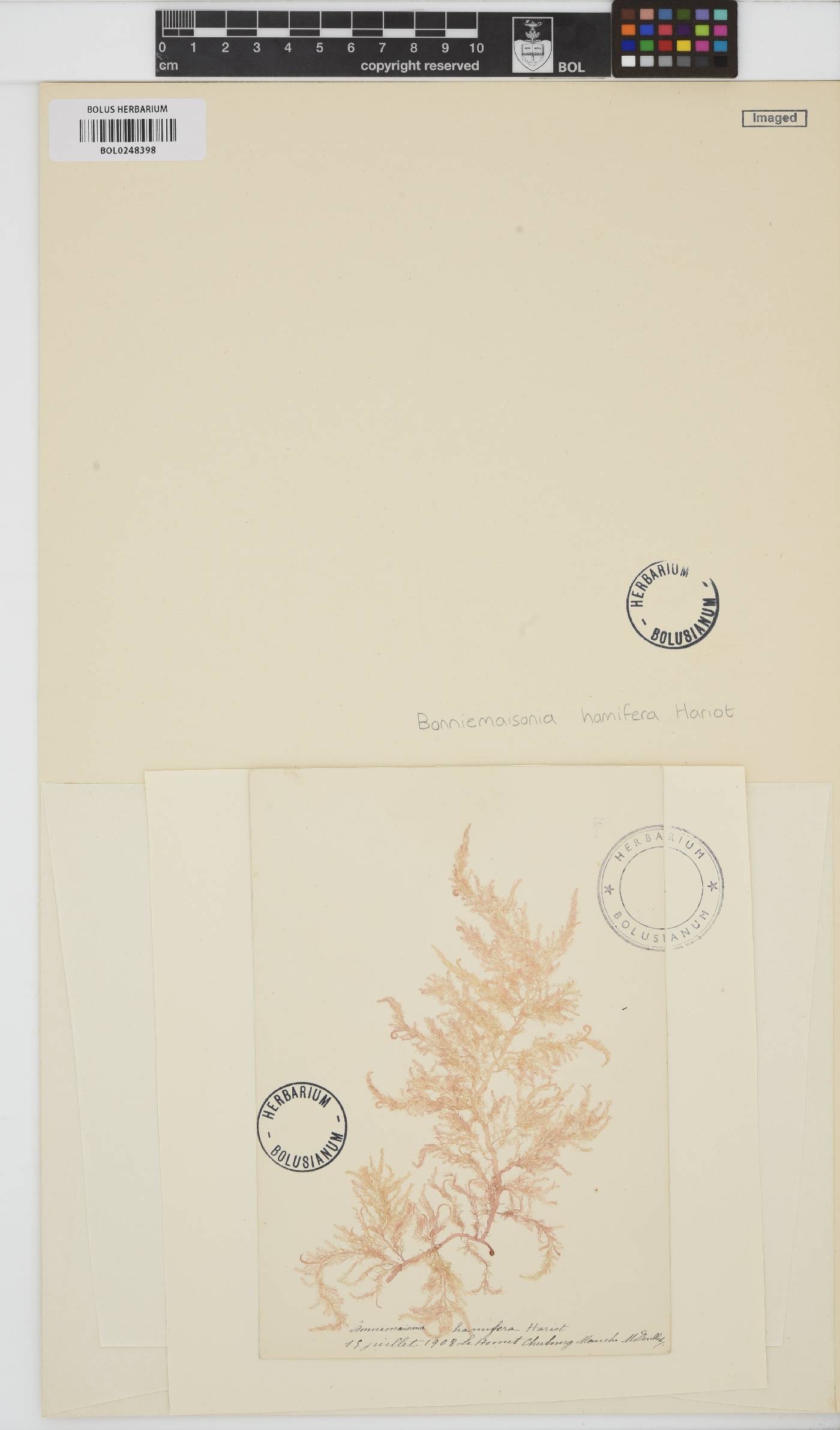 Bonnemaisonia hamifera image