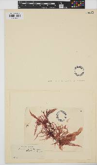 Bonnemaisonia hamifera image