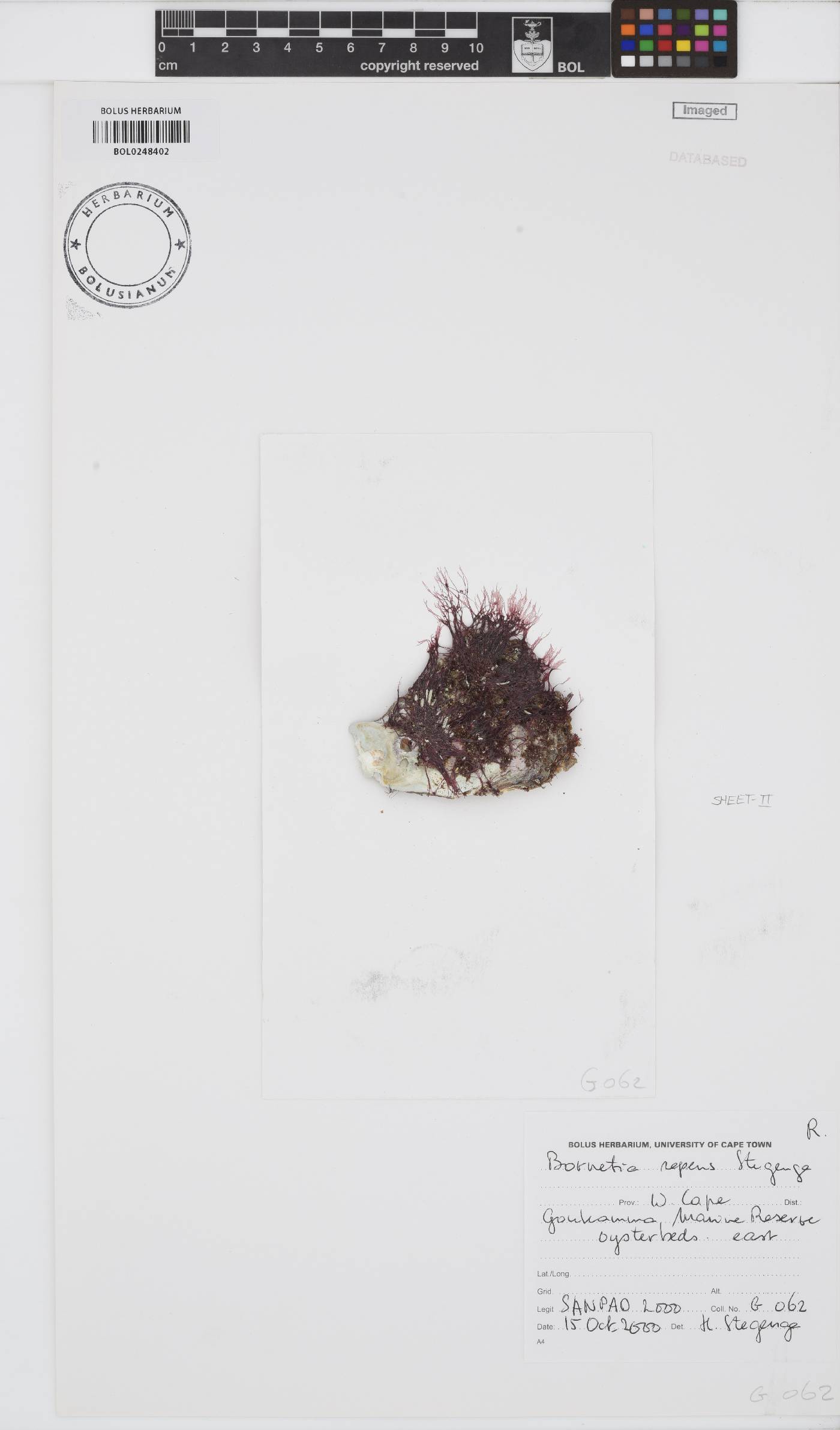 Bornetia repens image