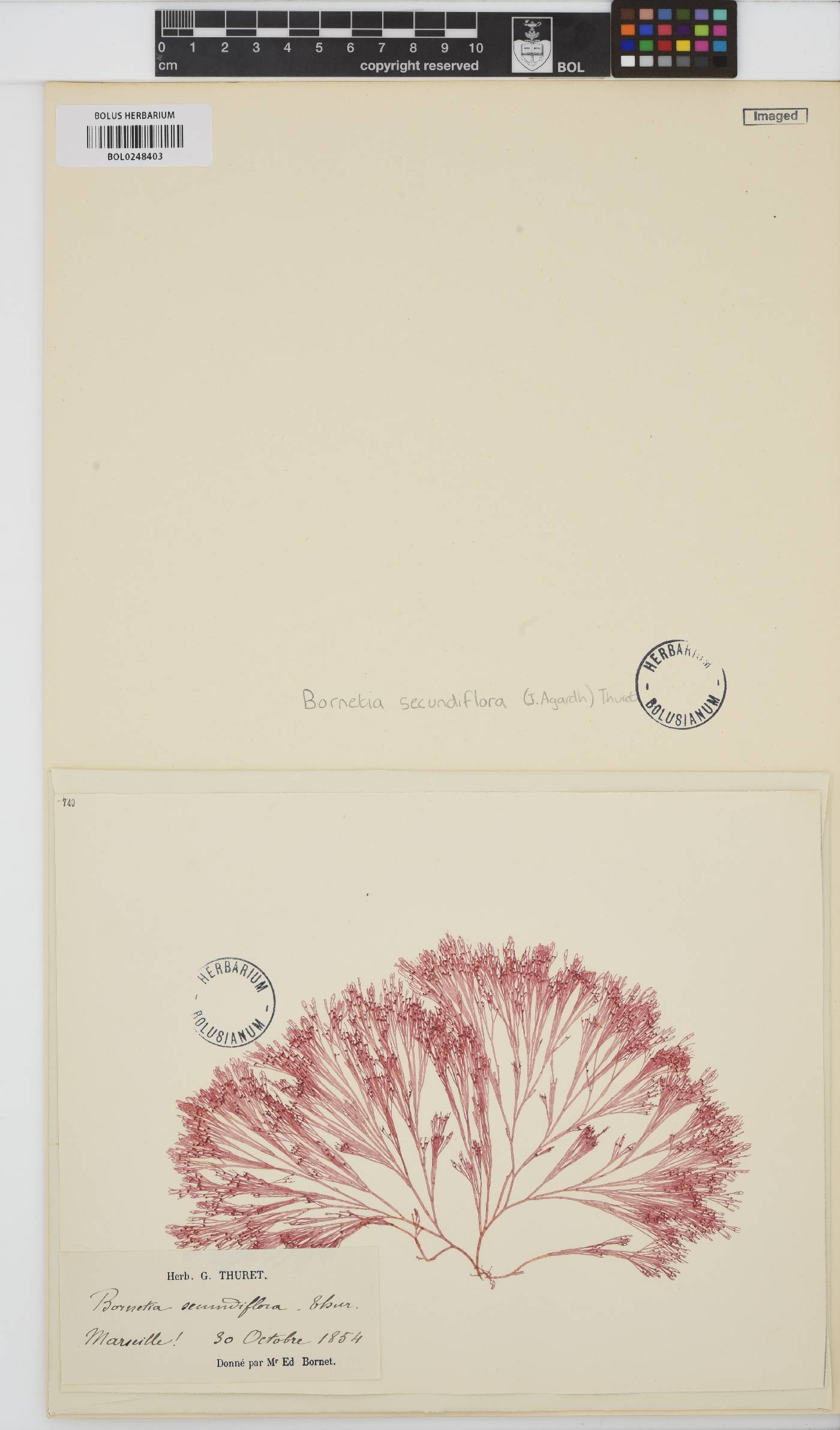 Bornetia image
