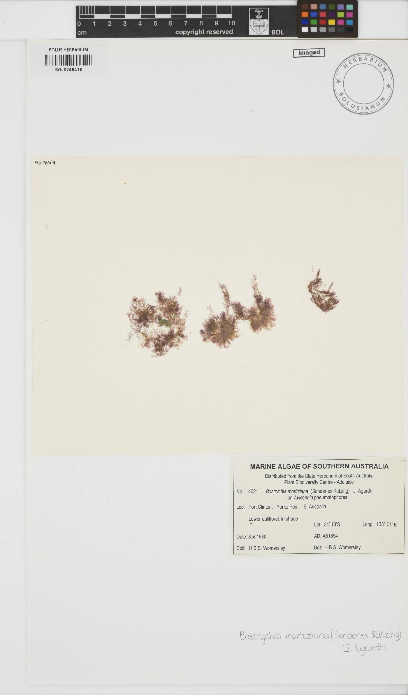 Bostrychia moritziana image
