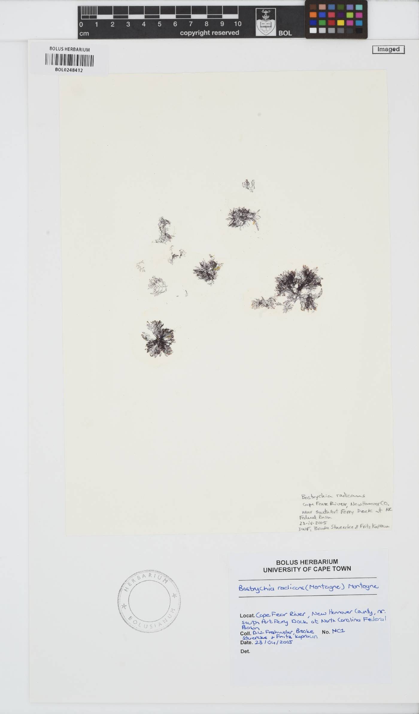 Bostrychia radicans image