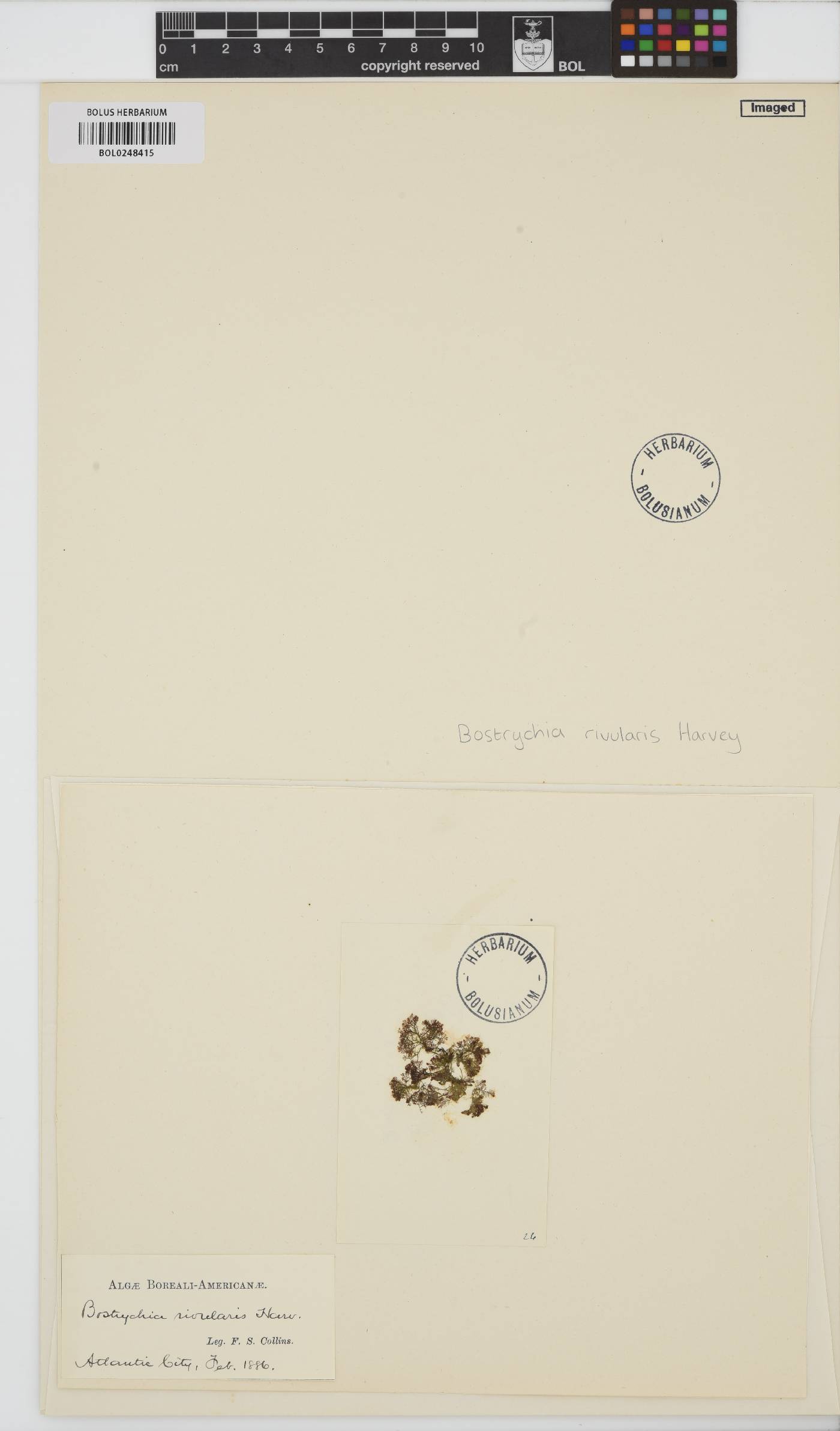 Bostrychia radicans image