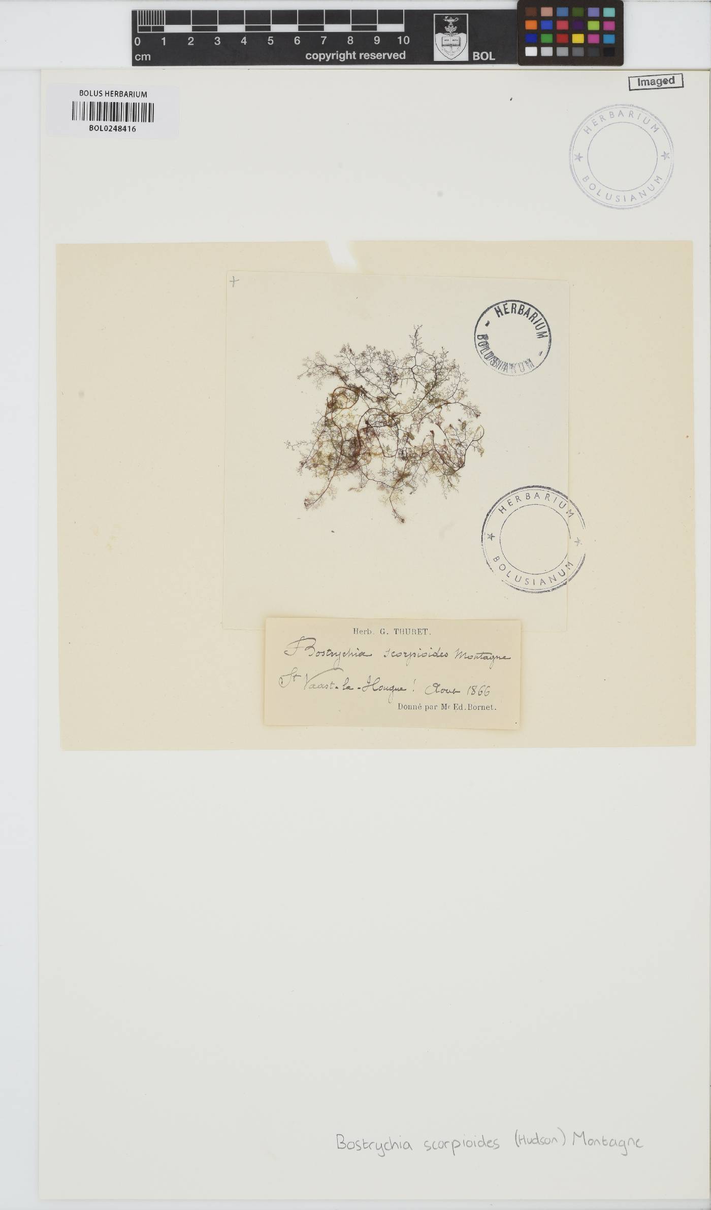 Bostrychia scorpioides image