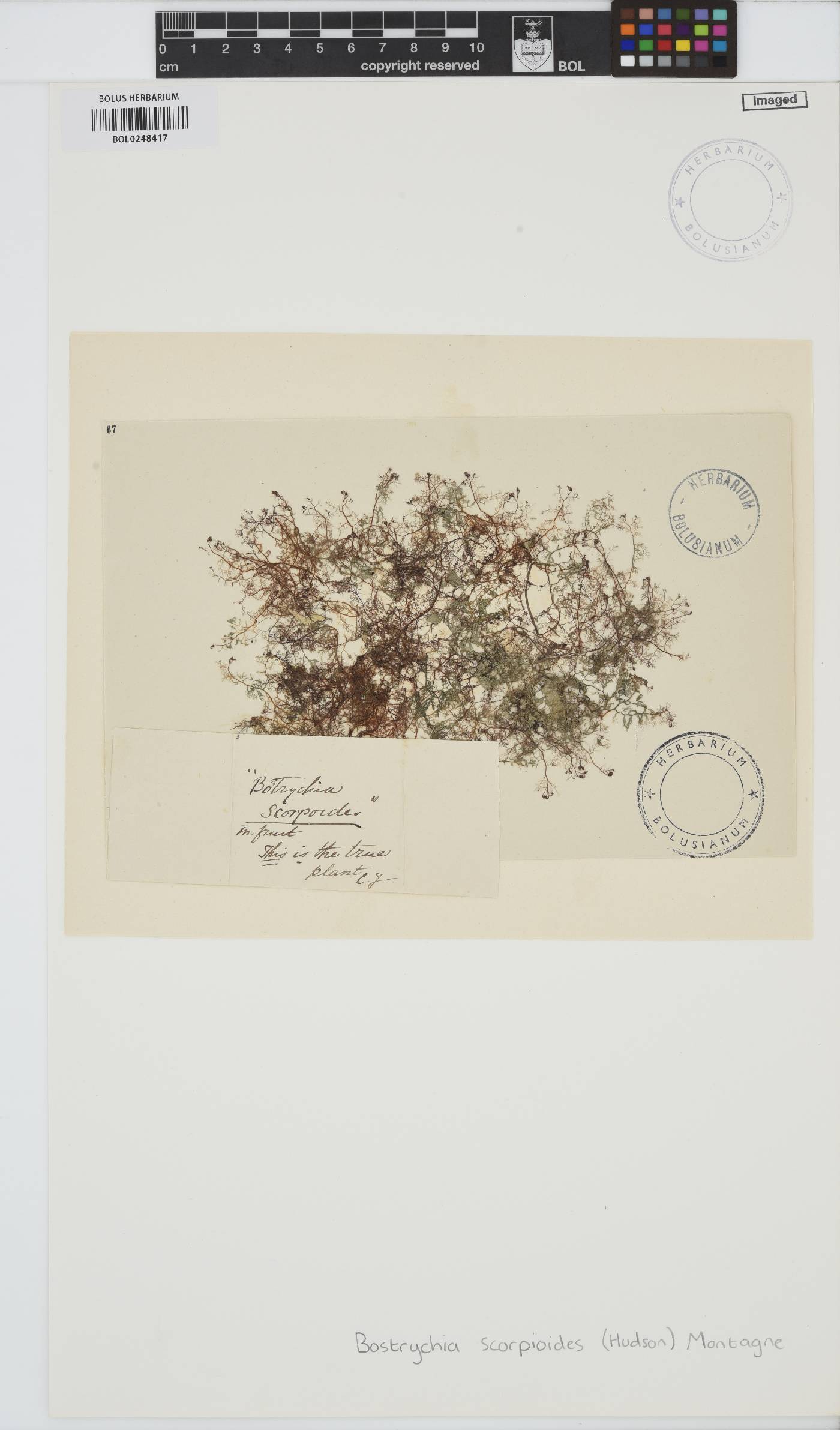 Bostrychia scorpioides image