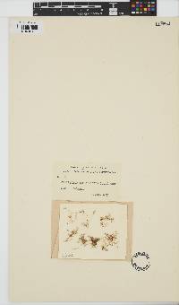 Bostrychia scorpioides image