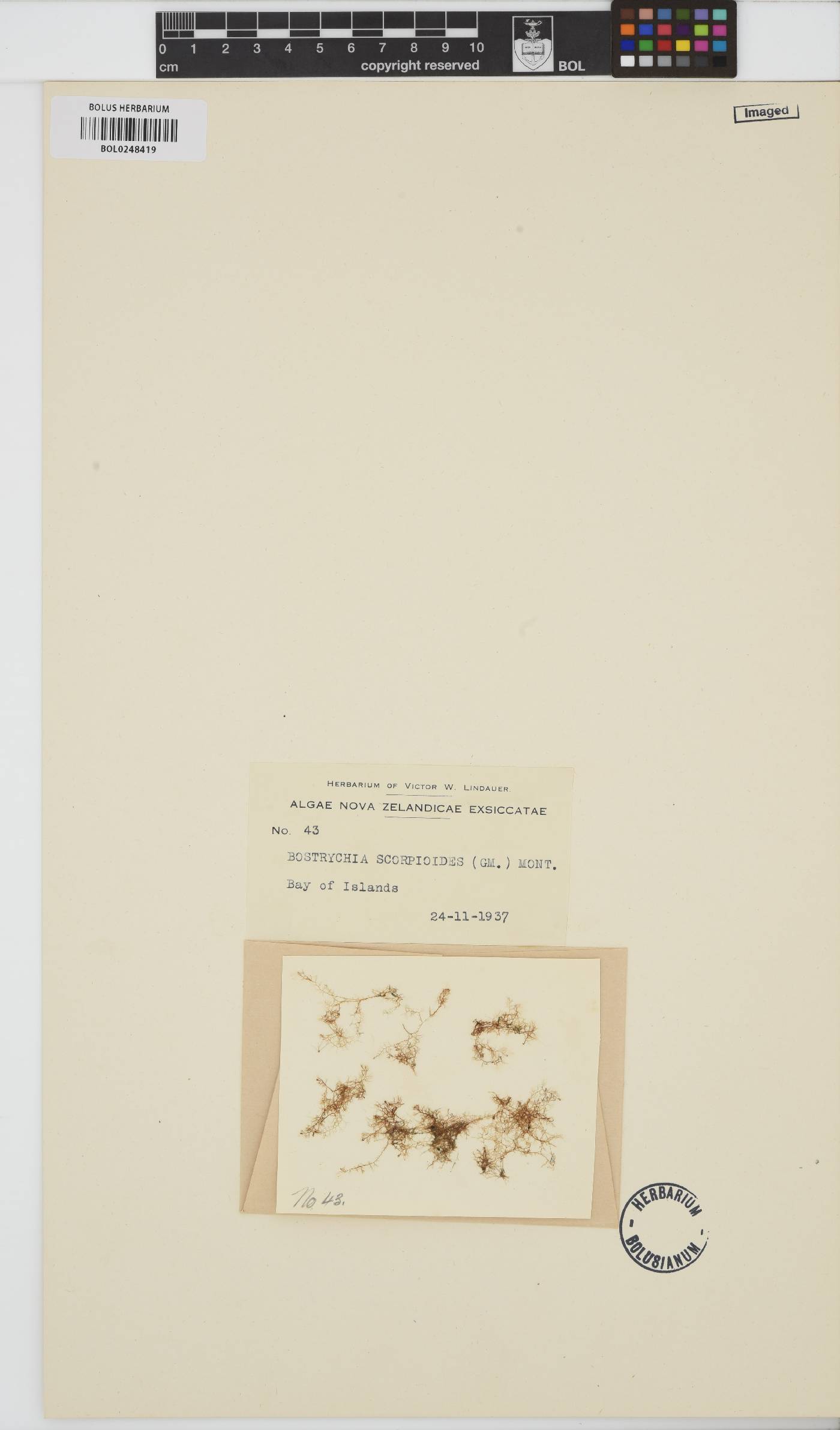 Bostrychia scorpioides image