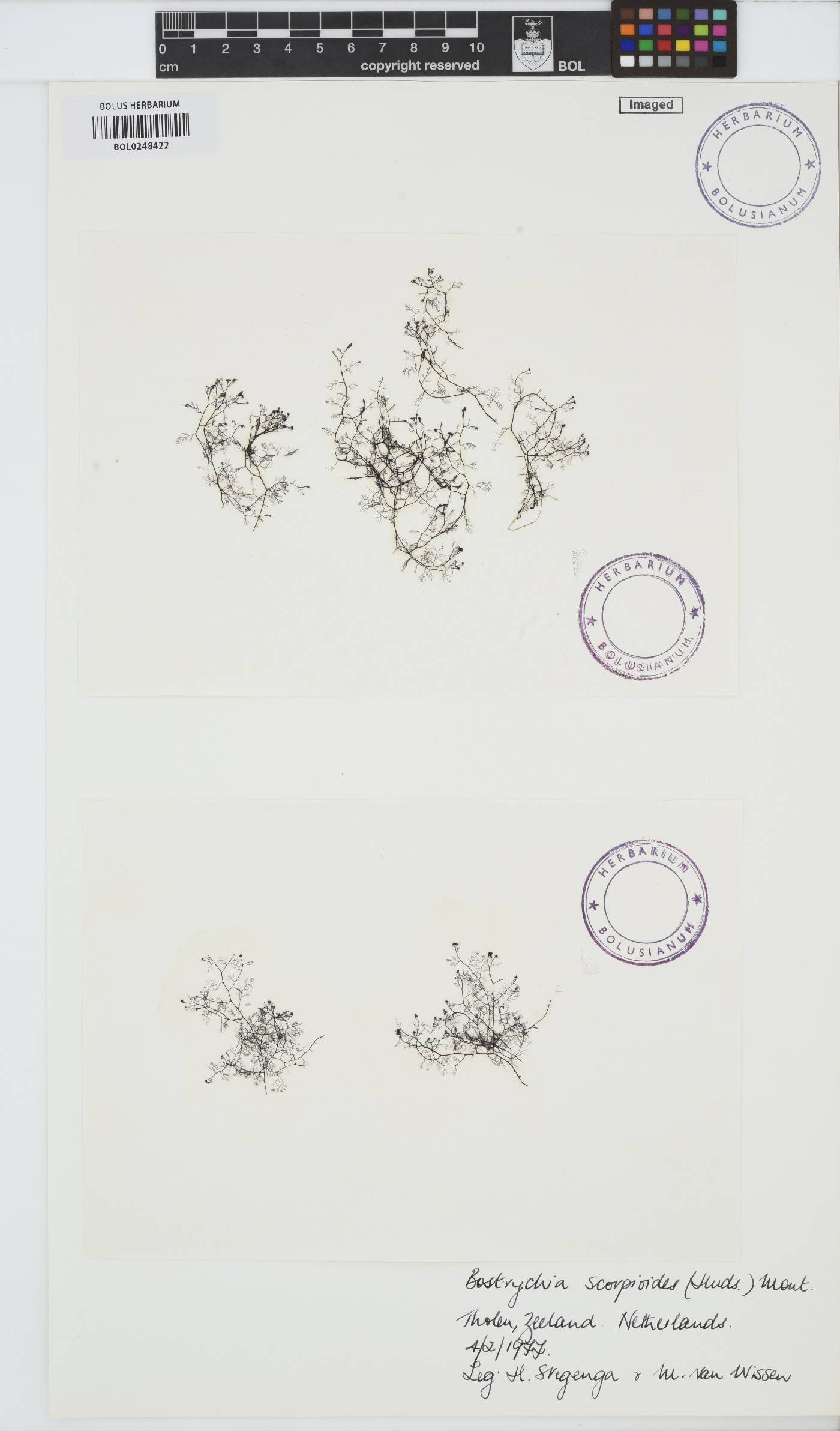 Bostrychia scorpioides image