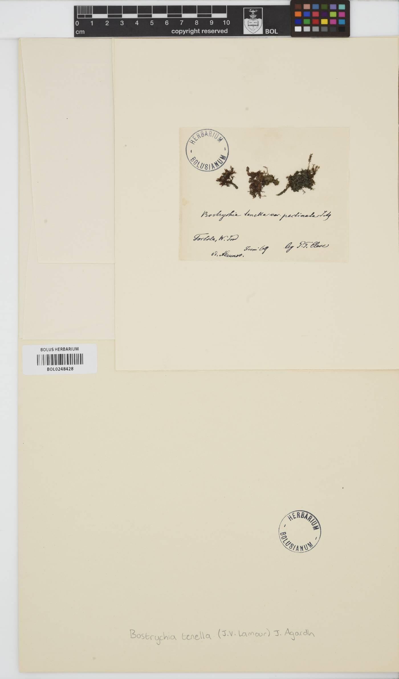 Bostrychia tenella image
